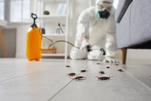 Commercial Kitchen Cockroach Control in Long Beach